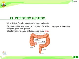 Inicio




   EL INTESTINO GRUESO
Mide 1,5 m. Está formado por el colon y el recto.
El colon mide alrededor de 1 metro. Es más corto que el intestino
delgado, pero más grueso.
El colon termina en un orificio que se llama ano.
 