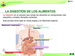 Inicio




    LA DIGESTIÓN DE LOS ALIMENTOS
 La digestión es un proceso que rompe los alimentos en componentes más
 pequeños y simples, llamados nutrientes.
 Este proceso tiene lugar en varias etapas y en diferentes órganos.

Masticación. Insalivación

                                     Deglución




                                      Digestión Estomacal




                                       Asimilación

    Defecación
 