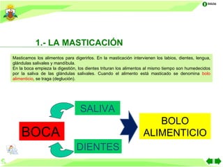 Inicio




           1.- LA MASTICACIÓN
Masticamos los alimentos para digerirlos. En la masticación intervienen los labios, dientes, lengua,
glándulas salivales y mandíbula.
En la boca empieza la digestión, los dientes trituran los alimentos al mismo tiempo son humedecidos
por la saliva de las glándulas salivales. Cuando el alimento está masticado se denomina bolo
alimenticio, se traga (deglución).




                                  SALIVA
                                                                     BOLO
    BOCA                                                          ALIMENTICIO
                                DIENTES
 