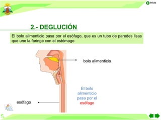 Inicio




          2.- DEGLUCIÓN
El bolo alimenticio pasa por el esófago, que es un tubo de paredes lisas
que une la faringe con el estómago




                                       bolo alimenticio




                                      El bolo
                                    alimenticio
                                    pasa por el
  esófago                            esófago
 