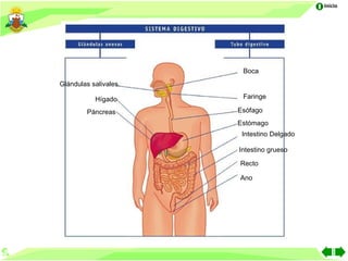Inicio




                       Boca
Glándulas salivales

           Hígado      Faringe

        Páncreas      Esófago
                      Estómago
                       Intestino Delgado

                      Intestino grueso

                      Recto

                      Ano
 