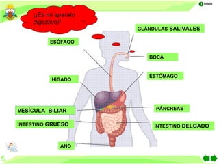 Inicio


    ¡¡Es mi aparato
    digestivo!!
                      GLÁNDULAS SALIVALES

          ESÓFAGO


                         BOCA


                         ESTÓMAGO
          HÍGADO




VESÍCULA BILIAR            PÁNCREAS


INTESTINO GRUESO           INTESTINO DELGADO



             ANO
 