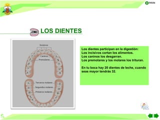 Inicio




LOS DIENTES

          Los dientes participan en la digestión:
          Los incisivos cortan los alimentos.
          Los caninos los desgarran.
          Los premolares y los molares los trituran.

          En tu boca hay 20 dientes de leche, cuando
          seas mayor tendrás 32.
 