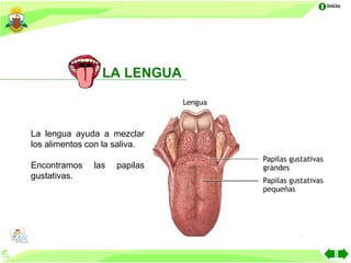 Inicio




                 LA LENGUA



La lengua ayuda a mezclar
los alimentos con la saliva.

Encontramos    las   papilas
gustativas.
 