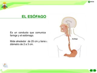 Inicio




          EL ESÓFAGO



Es un conducto que comunica la
faringe y el estómago.

Mide alrededor de 25 cm y tiene un
diámetro de 2 a 3 cm.
 