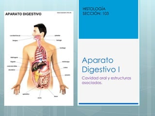 HISTOLOGÍA
SECCIÓN: 103

Aparato
Digestivo I
Cavidad oral y estructuras
asociadas.

 