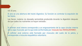 4.9. El ano.
El ano es una abertura del tracto digestivo. Su función es controlar la expulsión de
las heces,
Las heces: materia no deseada semisólida producida durante la digestión después
de que todos los nutrientes se hayan extraído.
El esfínter anal interno corresponde a un engrosamiento de la capa circular interna
de la capa muscular, por lo que está conformada por músculo liso INVOLUNTARIO .
El esfínter anal externo está formado por músculos del suelo de la pelvis, y
corresponde a músculo esquelético voluntario.
 