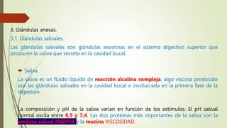 3. Glándulas anexas.
3.1. Glándulas salivales.
Las glándulas salivales son glándulas exocrinas en el sistema digestivo superior que
producen la saliva que secreta en la cavidad bucal.
 Saliva.
La saliva es un fluido líquido de reacción alcalina compleja, algo viscosa producido
por las glándulas salivales en la cavidad bucal e involucrada en la primera fase de la
digestión.
La composición y pH de la saliva varían en función de los estímulos. El pH salival
normal oscila entre 6,5 y 7,4. Las dos proteínas más importantes de la saliva son la
amilasa salival ENZIMA y la mucina VISCOSIDAD.
 