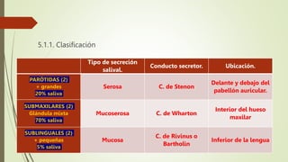 5.1.1. Clasificación
Tipo de secreción
salival.
Conducto secretor. Ubicación.
PARÓTIDAS (2)
+ grandes
20% saliva
Serosa C. de Stenon
Delante y debajo del
pabellón auricular.
SUBMAXILARES (2)
Glándula mixta
70% saliva
Mucoserosa C. de Wharton
Interior del hueso
maxilar
SUBLINGUALES (2)
+ pequeñas
5% saliva
Mucosa
C. de Rivinus o
Bartholin
Inferior de la lengua
 