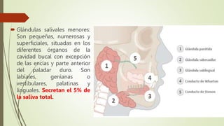  Glándulas salivales menores:
Son pequeñas, numerosas y
superficiales, situadas en los
diferentes órganos de la
cavidad bucal con excepción
de las encías y parte anterior
del paladar duro. Son
labiales, genianas o
vestibulares, palatinas y
linguales. Secretan el 5% de
la saliva total.
 