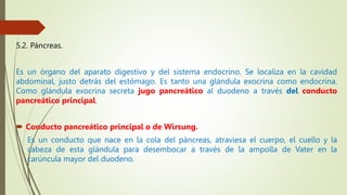 5.2. Páncreas.
Es un órgano del aparato digestivo y del sistema endocrino. Se localiza en la cavidad
abdominal, justo detrás del estómago. Es tanto una glándula exocrina como endocrina.
Como glándula exocrina secreta jugo pancreático al duodeno a través del conducto
pancreático principal.
 Conducto pancreático principal o de Wirsung.
Es un conducto que nace en la cola del páncreas, atraviesa el cuerpo, el cuello y la
cabeza de esta glándula para desembocar a través de la ampolla de Vater en la
carúncula mayor del duodeno.
 