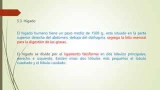 5.3. Hígado
El hígado humano tiene un peso medio de 1500 g., está situado en la parte
superior derecha del abdomen, debajo del diafragma, segrega la bilis esencial
para la digestión de las grasas.
El hígado se divide por el ligamento falciforme en dos lóbulos principales,
derecho e izquierdo. Existen otros dos lóbulos más pequeños el lóbulo
cuadrado y el lóbulo caudado.
 