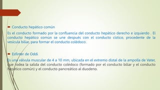  Conducto hepático común
Es el conducto formado por la confluencia del conducto hepático derecho e izquierdo . El
conducto hepático común se une después con el conducto cístico, procedente de la
vesícula biliar, para formar el conducto colédoco.
 Esfínter de Oddi
Es una válvula muscular de 4 a 10 mm, ubicada en el extremo distal de la ampolla de Vater,
que rodea la salida del conducto colédoco (formado por el conducto biliar y el conducto
hepático común) y el conducto pancreático al duodeno.
 