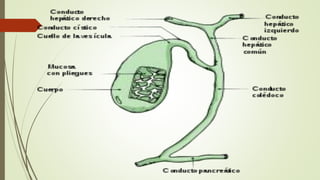 APARATO DIGESTIVO IKKER 2.pptx