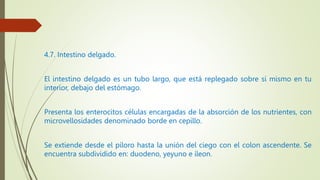4.7. Intestino delgado.
El intestino delgado es un tubo largo, que está replegado sobre sí mismo en tu
interior, debajo del estómago.
Presenta los enterocitos células encargadas de la absorción de los nutrientes, con
microvellosidades denominado borde en cepillo.
Se extiende desde el píloro hasta la unión del ciego con el colon ascendente. Se
encuentra subdividido en: duodeno, yeyuno e íleon.
 