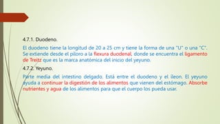 4.7.1. Duodeno.
El duodeno tiene la longitud de 20 a 25 cm y tiene la forma de una "U" o una "C".
Se extiende desde el píloro a la flexura duodenal, donde se encuentra el ligamento
de Treitz que es la marca anatómica del inicio del yeyuno.
4.7.2. Yeyuno.
Parte media del intestino delgado. Está entre el duodeno y el íleon. El yeyuno
ayuda a continuar la digestión de los alimentos que vienen del estómago. Absorbe
nutrientes y agua de los alimentos para que el cuerpo los pueda usar.
 