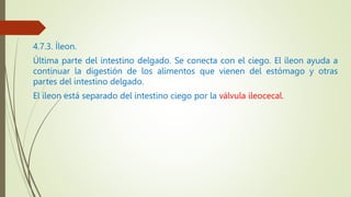 4.7.3. Íleon.
Última parte del intestino delgado. Se conecta con el ciego. El íleon ayuda a
continuar la digestión de los alimentos que vienen del estómago y otras
partes del intestino delgado.
El íleon está separado del intestino ciego por la válvula ileocecal.
 
