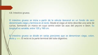 4.8. Intestino grueso.
El intestino grueso se inicia a partir de la válvula ileocecal en un fondo de saco
denominado ciego y termina en el recto. Desde el ciego al recto describe una serie de
curvas, formando un marco en cuyo centro están las asas del yeyuno e íleon. Su
longitud es variable, entre 120 y 160 cm.
El intestino grueso se divide en varias porciones que se denominan ciego, colon,
recto y ano. El recto es la parte terminal del tubo digestivo.
 