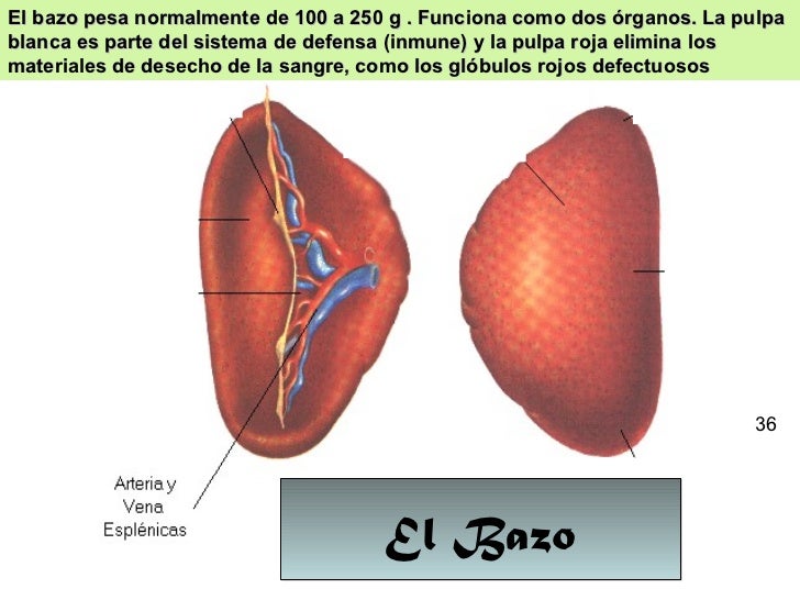 Aparato digestivo `ppt