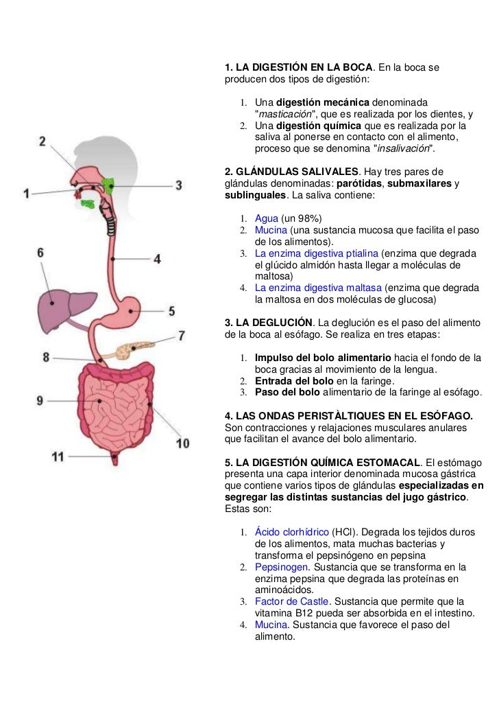Aparato digestivo resumen