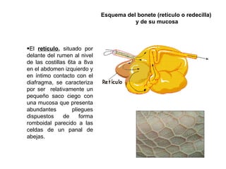 Aparato Digestivo Rumiantes[1] | PPT | Food & Drink