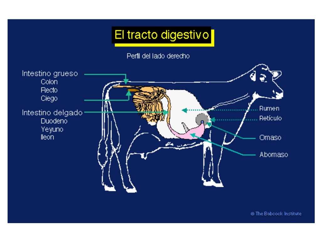1 El Aparato Digestivo De Los Rumiantes - camsmariah.blog