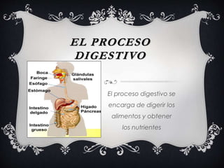 EL PROCESO 
DIGESTIVO 
El proceso digestivo se 
encarga de digerir los 
alimentos y obtener 
los nutrientes 
 