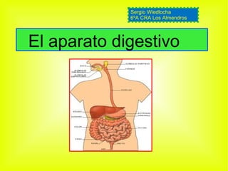 El aparato digestivo Sergio Wiedlocha 6ºA CRA Los Almendros 