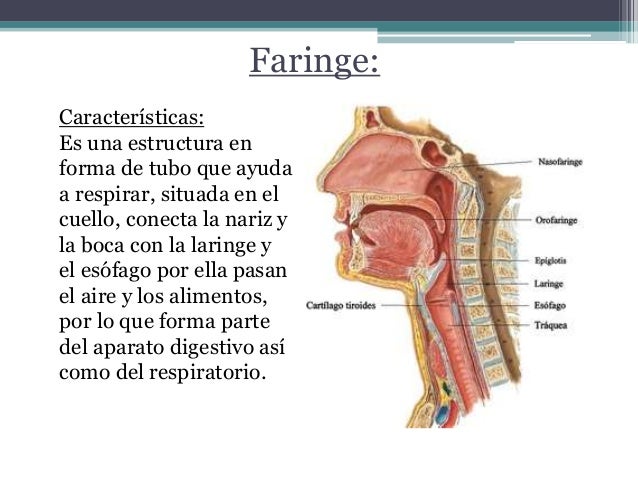 Sistema Digestivo Sistema Digestivo