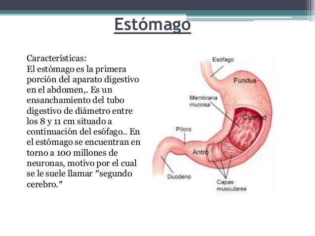 Resultado de imagen para imagen de estomago y sus funciones