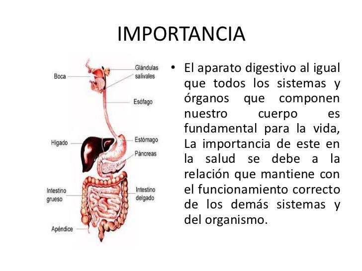 Aparato digestivo trabajo jose camilo hernandez cordonba