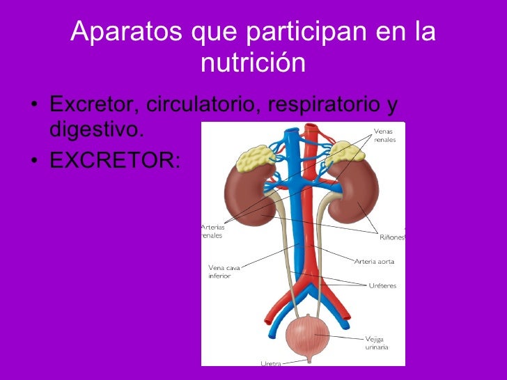 Como Interviene El Aparato Excretor En La Nutricion