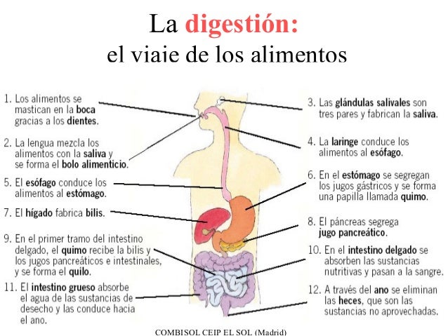 Resultado de imagen de caracteristicas y funciones de los aparatos que intervienen en la nutriciÃ³n