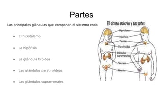 Partes
Las principales glándulas que componen el sistema endocrino humano incluyen:
● El hipotálamo
● La hipófisis
● La glándula tiroidea
● Las glándulas paratiroideas
● Las glándulas suprarrenales
 
