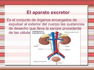 El aparato excretor Es el conjunto de órganos encargados de expulsar al exterior del cuerpo las sustancias de desecho que lleva la sangre procedente de las células. 