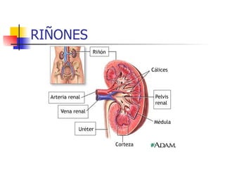RIÑONES 