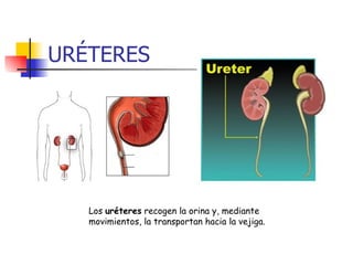 URÉTERES Los  uréteres  recogen la orina y, mediante movimientos, la transportan hacia la vejiga.  