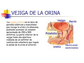 VEJIGA DE LA ORINA La  vejiga urinaria  es un saco de paredes elásticas y musculosas que recoge la orina y la almacena, pudiendo acumular un volumen aproximado de 350 a 500 mililitros. La parte inferior de la vejiga tiene una abertura rodeada de un esfínter de contracción voluntaria que regula la salida de la orina al exterior.  