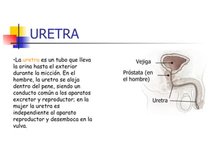 URETRA La  uretra  es un tubo que lleva la orina hasta el exterior durante la micción. En el hombre, la uretra se aloja dentro del pene, siendo un conducto común a los aparatos excretor y reproductor; en la mujer la uretra es independiente al aparato reproductor y desemboca en la vulva.  Vejiga Próstata (en el hombre) Uretra 