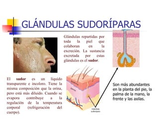 GLÁNDULAS SUDORÍPARAS Glándulas repartidas por toda la piel que colaboran en la excreción. La sustancia excretada por estas glándulas es el  sudor .  El  sudor  es un líquido transparente e incoloro. Tiene la misma composición que la orina, pero está más diluido. Cuando se evapora contribuye a la regulación de la temperatura corporal (refrigeración del cuerpo). Son más abundantes en la planta del pie, la palma de la mano, la frente y las axilas.  