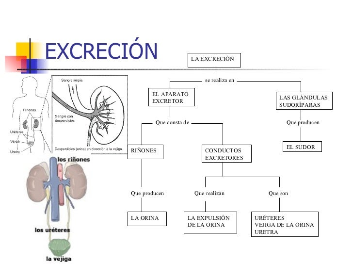 Aparato excretor