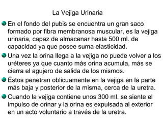 La Vejiga Urinaria 
En el fondo del pubis se encuentra un gran saco 
formado por fibra membranosa muscular, es la vejiga 
urinaria, capaz de almacenar hasta 500 ml. de 
capacidad ya que posee suma elasticidad. 
Una vez la orina llega a la vejiga no puede volver a los 
uréteres ya que cuanto más orina acumula, más se 
cierra el agujero de salida de los mismos. 
Éstos penetran oblicuamente en la vejiga en la parte 
más baja y posterior de la misma, cerca de la uretra. 
Cuando la vejiga contiene unos 300 ml. se siente el 
impulso de orinar y la orina es expulsada al exterior 
en un acto voluntario a través de la uretra. 
 