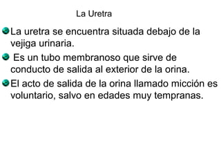 La Uretra 
La uretra se encuentra situada debajo de la 
vejiga urinaria. 
Es un tubo membranoso que sirve de 
conducto de salida al exterior de la orina. 
El acto de salida de la orina llamado micción es 
voluntario, salvo en edades muy tempranas. 
 