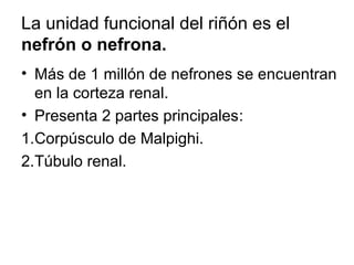 La unidad funcional del riñón es el 
nefrón o nefrona. 
• Más de 1 millón de nefrones se encuentran 
en la corteza renal. 
• Presenta 2 partes principales: 
1.Corpúsculo de Malpighi. 
2.Túbulo renal. 
 
