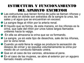 ESTRUCTURA YY FFUUNNCCIIOONNAAMMIIEENNTTOO 
DDEELL AAPPAARRAATTOO EEXXCCRREETTOORR 
Las estructuras que tienen forma de judía se llaman riñones y 
es en ellos en donde son extraídos de la sangre la urea, las 
sales y el agua que se encuentran en exceso. 
La sangre llega al riñón por la arteria renal. 
El líquido que se forma, de esta manera, en los riñones es la 
orina, que sale del riñón por unos tubos largos llamados 
uréteres hacia la vejiga. 
En ella se almacena la orina que se va formando. 
La sangre, ya sin este tipo de desechos, sale de los riñones, 
por la vena renal. 
Cuando ya está llena la vejiga se produce la sensación de 
deseos de orinar y se expulsa voluntariamente la orina por 
medio de un conducto llamado uretra. 
Que en el caso de los varones, atraviesa el pene. 
En el caso de las mujeres, se abre al exterior por un agujero 
llamado meato urinario. 
 