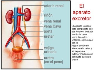 arteria renal 
El 
riñón 
aparato 
excretor vena renal 
vena Cava 
aorta 
ureter 
vejiga 
urinaria 
uretra 
(en el pene) 
El aparato urinario 
está compuesto por: 
dos riñones, que por 
medio de unos 
tubos llamados 
uréteres, comunican 
con la 
vejiga, donde se 
almacena la orina y 
se expulsa al 
exterior mediante un 
conducto que es la 
uretra 
 