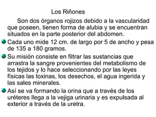 Los Riñones 
Son dos órganos rojizos debido a la vascularidad 
que poseen, tienen forma de alubia y se encuentran 
situados en la parte posterior del abdomen. 
Cada uno mide 12 cm. de largo por 5 de ancho y pesa 
de 135 a 180 gramos. 
Su misión consiste en filtrar las sustancias que 
arrastra la sangre provenientes del metabolismo de 
los tejidos y lo hace seleccionando por las leyes 
físicas las toxinas, los desechos, el agua ingerida y 
las sales minerales. 
Así se va formando la orina que a través de los 
uréteres llega a la vejiga urinaria y es expulsada al 
exterior a través de la uretra. 
 
