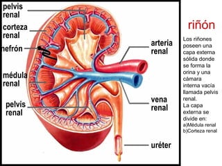 riñón 
pelvis 
renal 
corteza 
renal 
nefrón 
médula 
renal 
pelvis 
renal 
arteria 
renal 
vena 
renal 
uréter 
Los riñones 
poseen una 
capa externa 
sólida donde 
se forma la 
orina y una 
cámara 
interna vacía 
llamada pelvis 
renal. 
La capa 
externa se 
divide en: 
a)Médula renal 
b)Corteza renal 
 