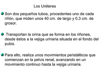 Los Uréteres 
Son dos pequeños tubos, procedentes uno de cada 
riñón, que miden unos 40 cm. de largo y 0,3 cm. de 
grosor. 
Transportan la orina que se forma en los riñones, 
desde éstos a la vejiga urinaria situada en el fondo del 
pubis. 
Para ello, realiza unos movimientos peristálticos que 
comienzan en la pelvis renal, avanzando en un 
movimiento continuo hasta la vejiga urinaria. 
 