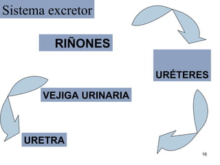Sistema excretor RIÑONES URÉTERES VEJIGA URINARIA URETRA 